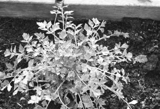 De helden van Fijnland